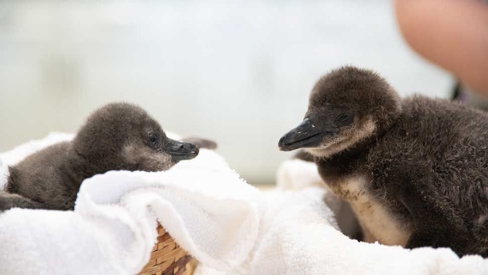 Busch Gardens Celebrates Arrival of African Penguin Chicks