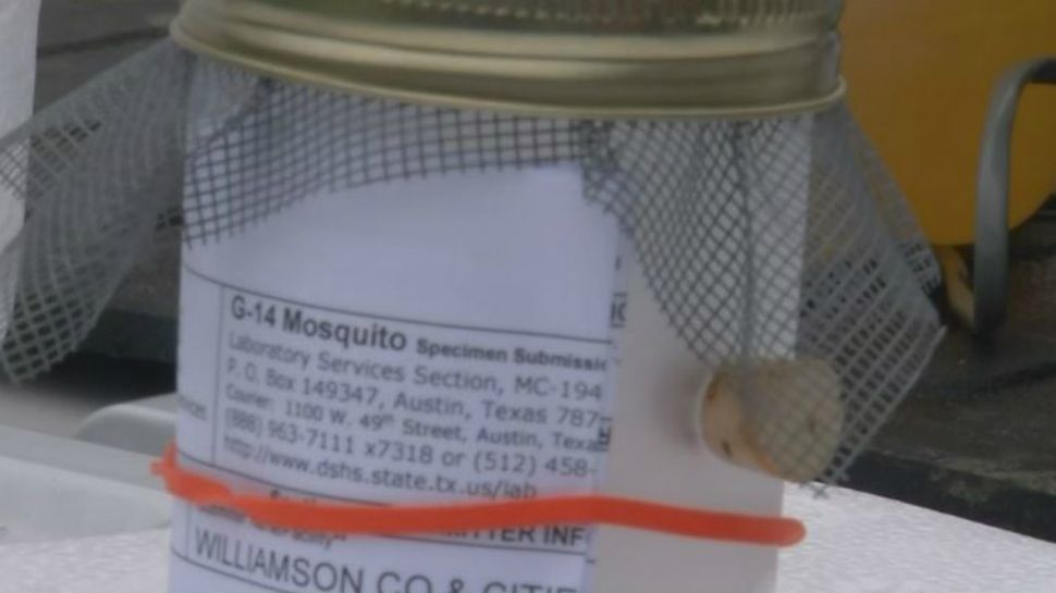 A mosquito sample from Williamson County (Spectrum News footage)