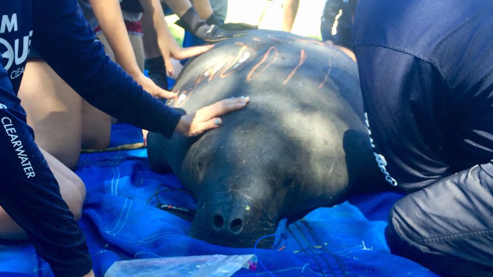 One of 2 manatees safely rescued from an Oldsmar retention pond were released into Old Tampa Bay on Tuesday. (Josh Rojas/Spectrum Bay News 9)