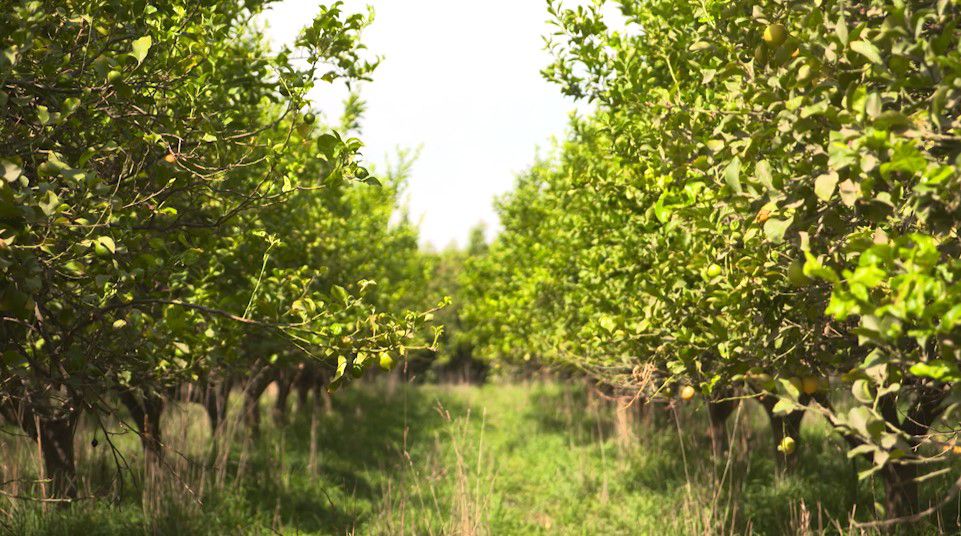 Regenerative agriculture with Apricot Lane Farms