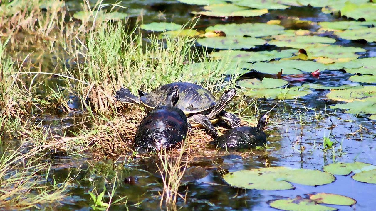 Submitted via the Spectrum News 13 app: Turtles were seen enjoying the afternoon sun in Orlando on Tuesday, November 19, 2019. (Photo courtesy of Jackie Mandras, viewer)