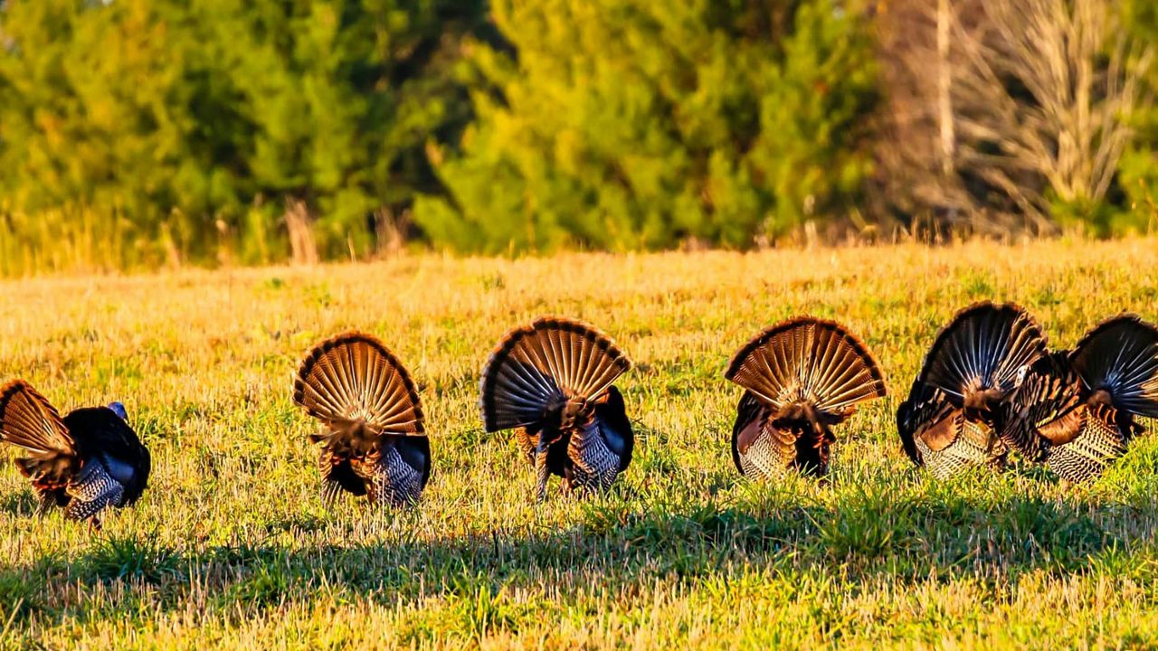 Gracias pavo costó más que el año pasado