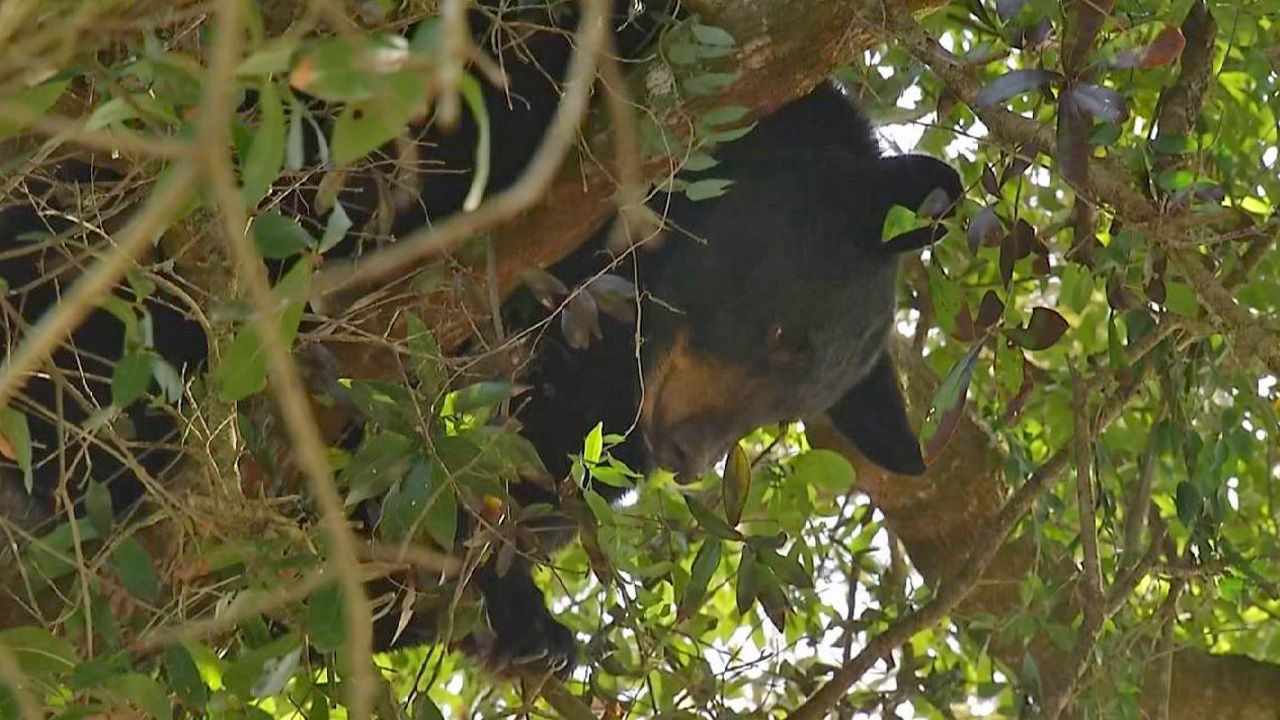 "We've kept it a little less activity on this side to allow for the bear up there to have the time to decide to come down all on its own," explained Kelly Hayn with the C.A.R.E. Foundation. (Spectrum News 13)