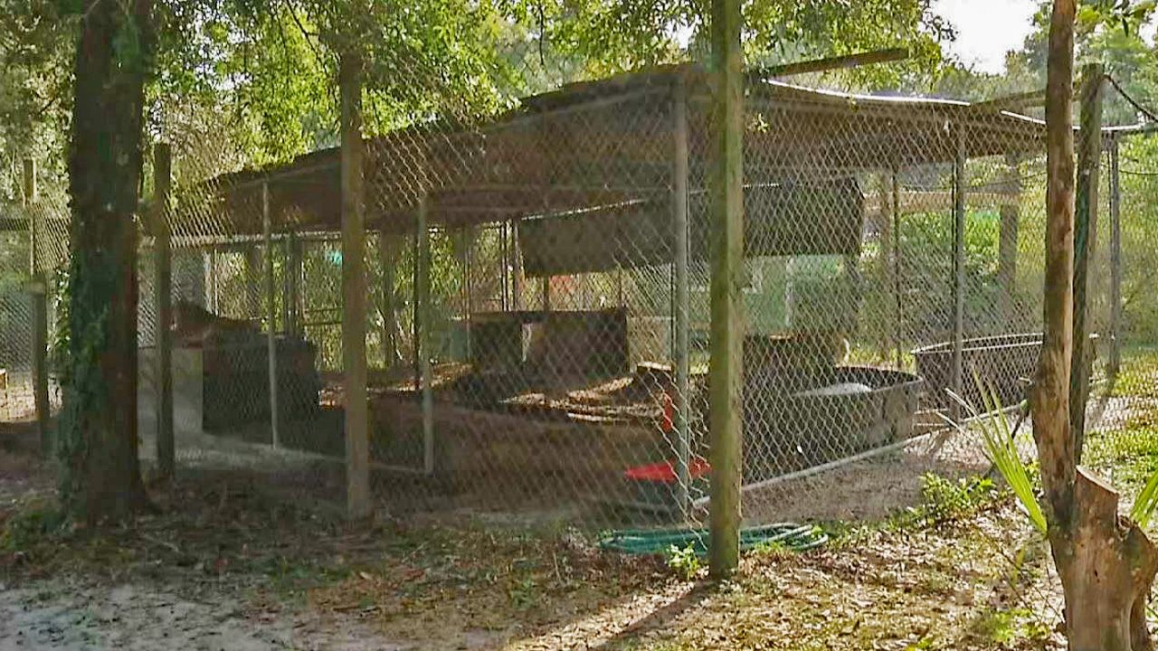 The bear cub is above this tiger enclosure at the C.A.R.E. Foundation in Apopka. Officials hope the cub will find it unbearable to be in the tree and finally come down on his own. (Spectrum News 13)