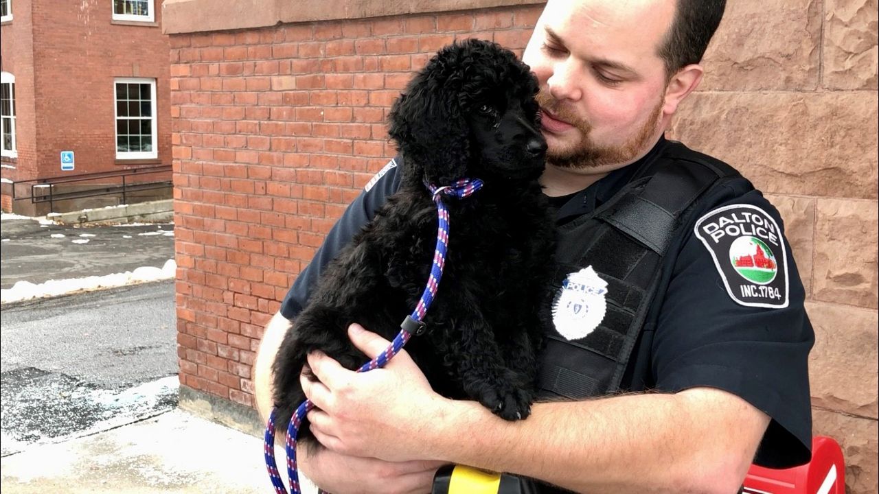 Dalton Police Department new comfort dog