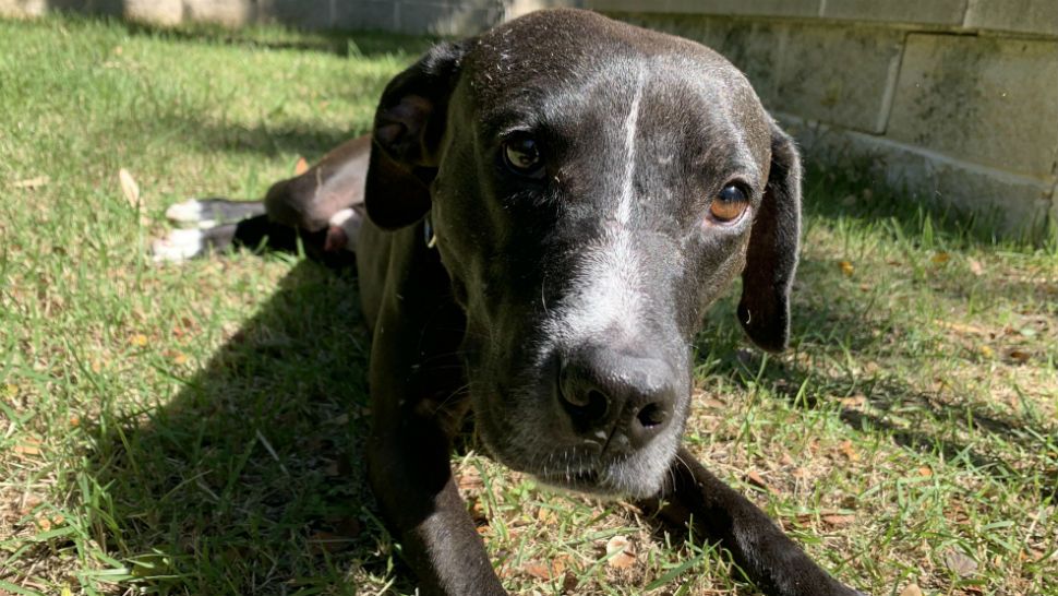 Ruger the Dog to Get Experimental Leg Surgery