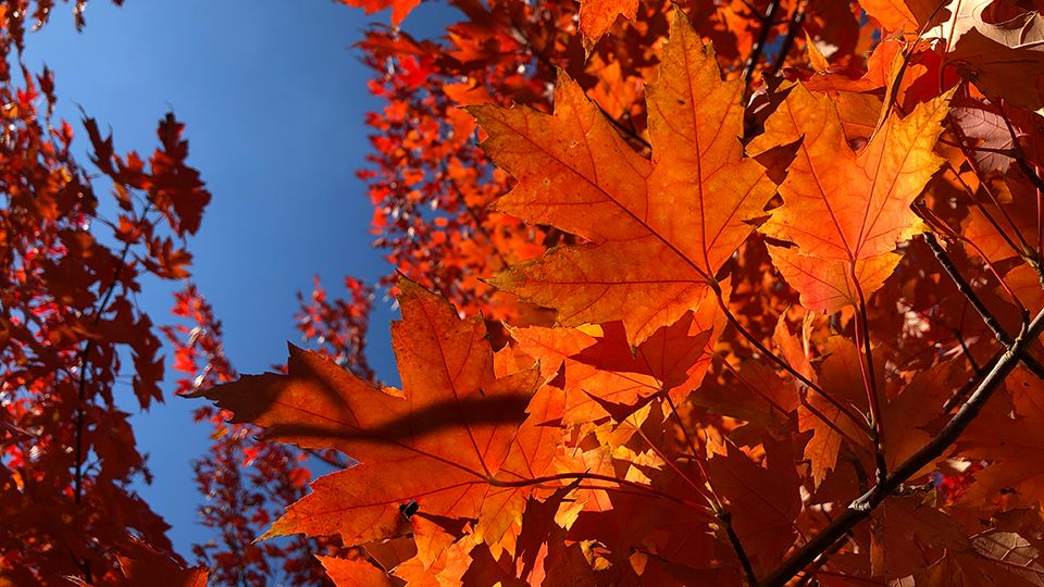 As autumn begins in just over a week, leaves will begin to change color