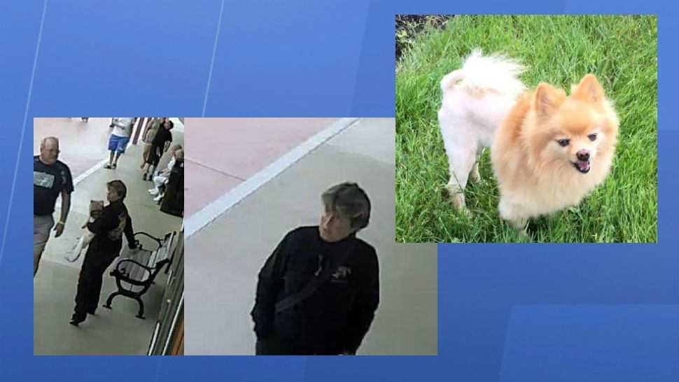Investigators are looking for 21-year-old service dog Kira, as well as the woman seen in the images taken from surveillance video taken at Old Town on Sunday. Deputies say the woman stole the dog from a Vietnam veteran. (Osceola County Sheriff's Office)