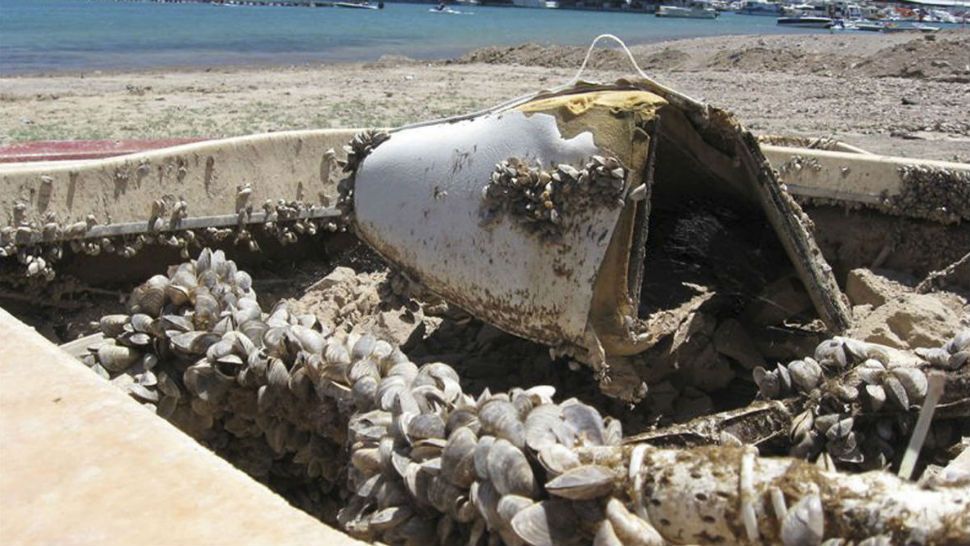 In this July 6, 2009 file photo, invasive quagga mussels cover this formerly sunken boat at Lake Mead in Lake Mead National Recreation Area, Nev. Governors of 19 Western states are pressing the federal government to do more to prevent the spread of damage-causing invasive mussels from infected federally managed waterways. (AP Photo/Felicia Fonseca, File)