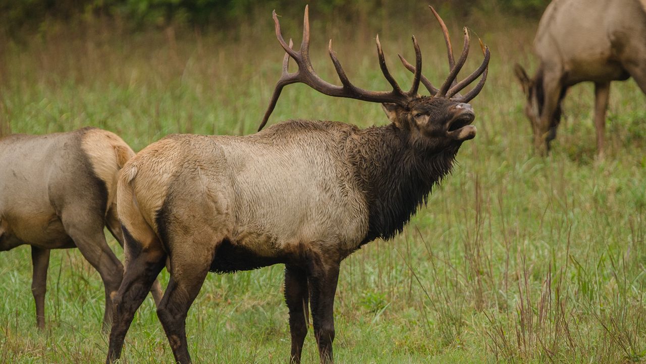 Kentucky elk herd.