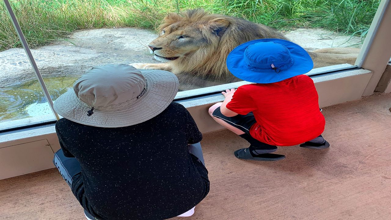 Two people look at a male lion