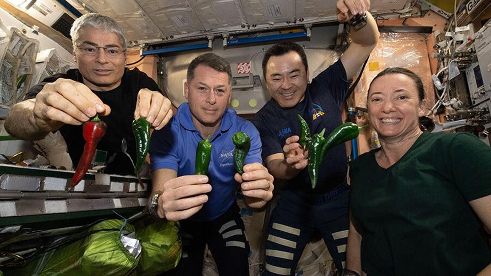 This photo provided by NASA, Astronauts, from left, Mark Vande Hei, Shane Kimbrough, Akihiko Hoshide and Megan McArthur, pose with chile peppers grown aboard the International Space Station on Friday, Nov. 5, 2021. (NASA via AP)