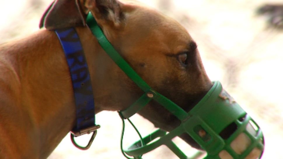 Greyhound racing dog at Kathi Lacasse’s kennel. (Jeff Allen/Spectrum News 13)