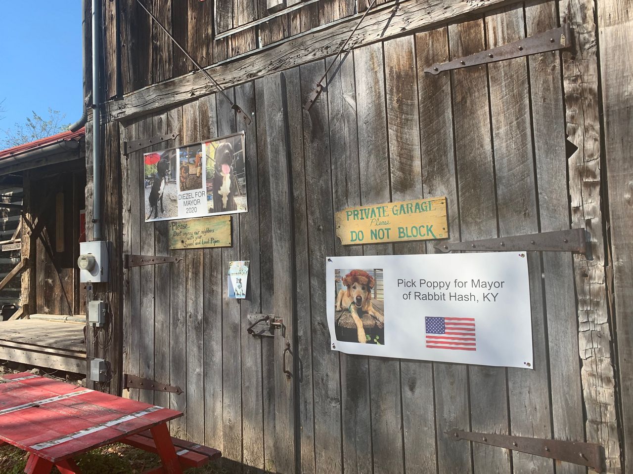 Meet Mayor Wilbur of Rabbit Hash