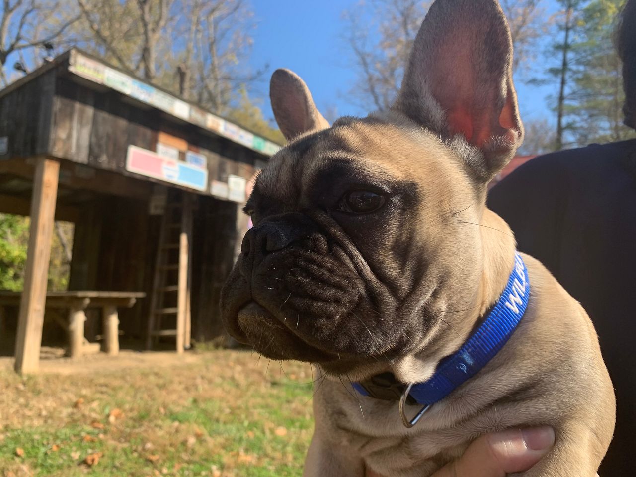 Meet Mayor Wilbur of Rabbit Hash