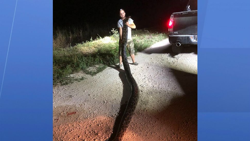 Kyle Penniston, of Homestead, captured a 17-foot Burmese Python in Miami-Dade County. (Courtesy of South Florida Water Management District)