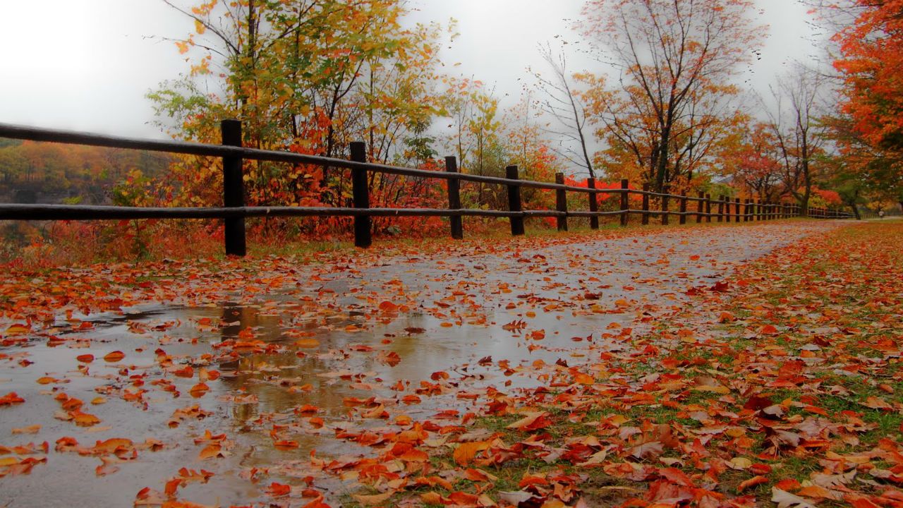 Wet fall scene