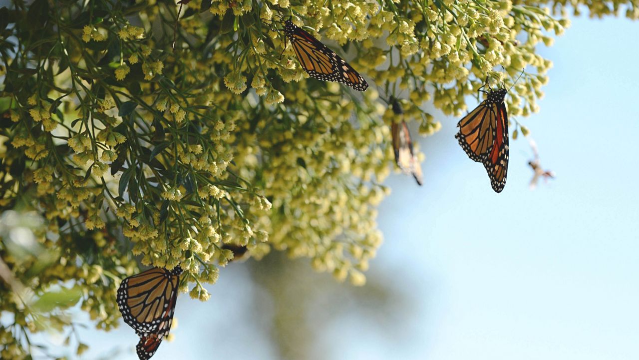 Florida monarch butterflies at St. Marks National Wildlife Refuge. (Courtesy of the Florida Fish and Wildlife Conservation Commission)