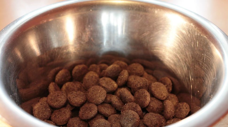 Pet food in a bowl (Stock image)