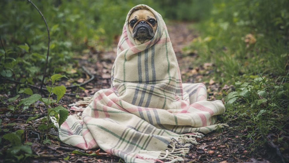 FILE photo of a pug wrapped in a blanket. (Pixabay)
