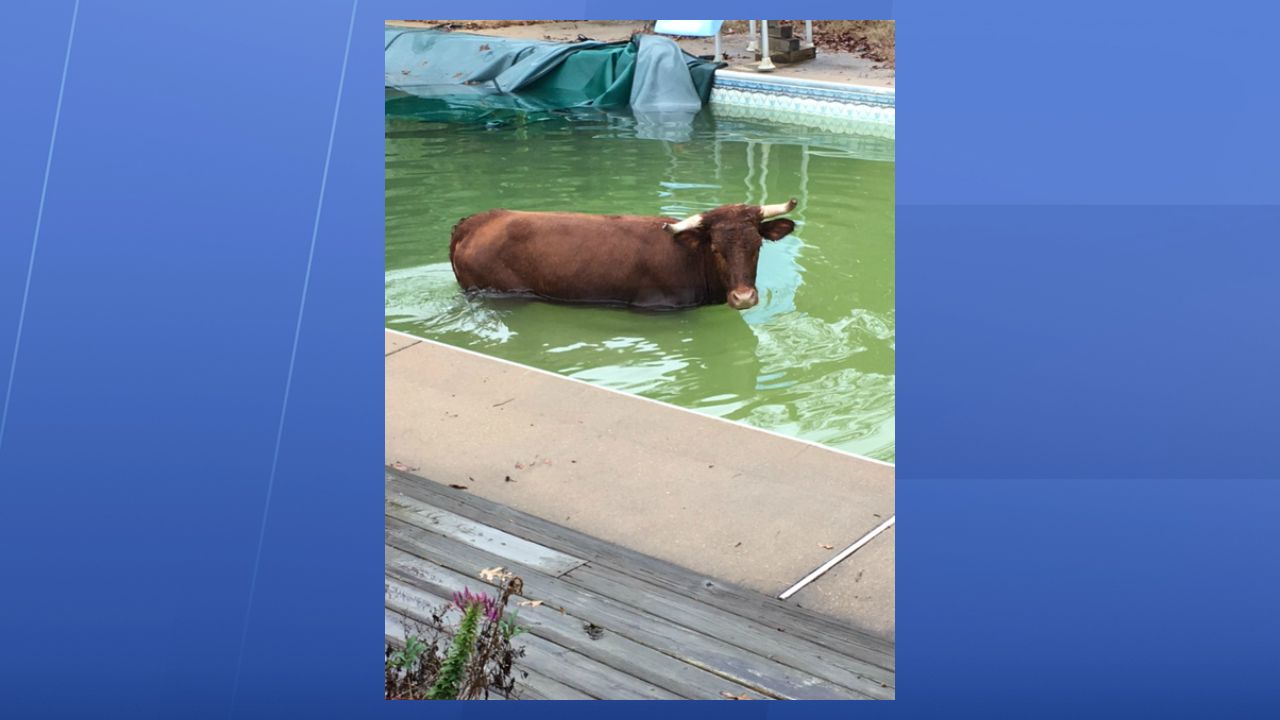 Cow in pool