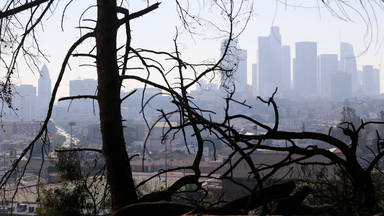 Los Angeles skyline seen through trees (AP Photo/Damian Dovarganes, File)