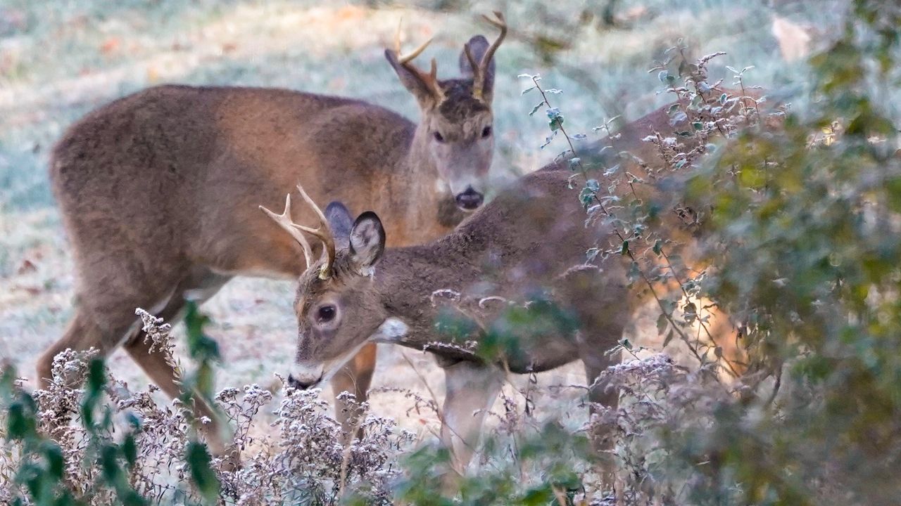 Shotgun deer hunting season underway in Massachusetts