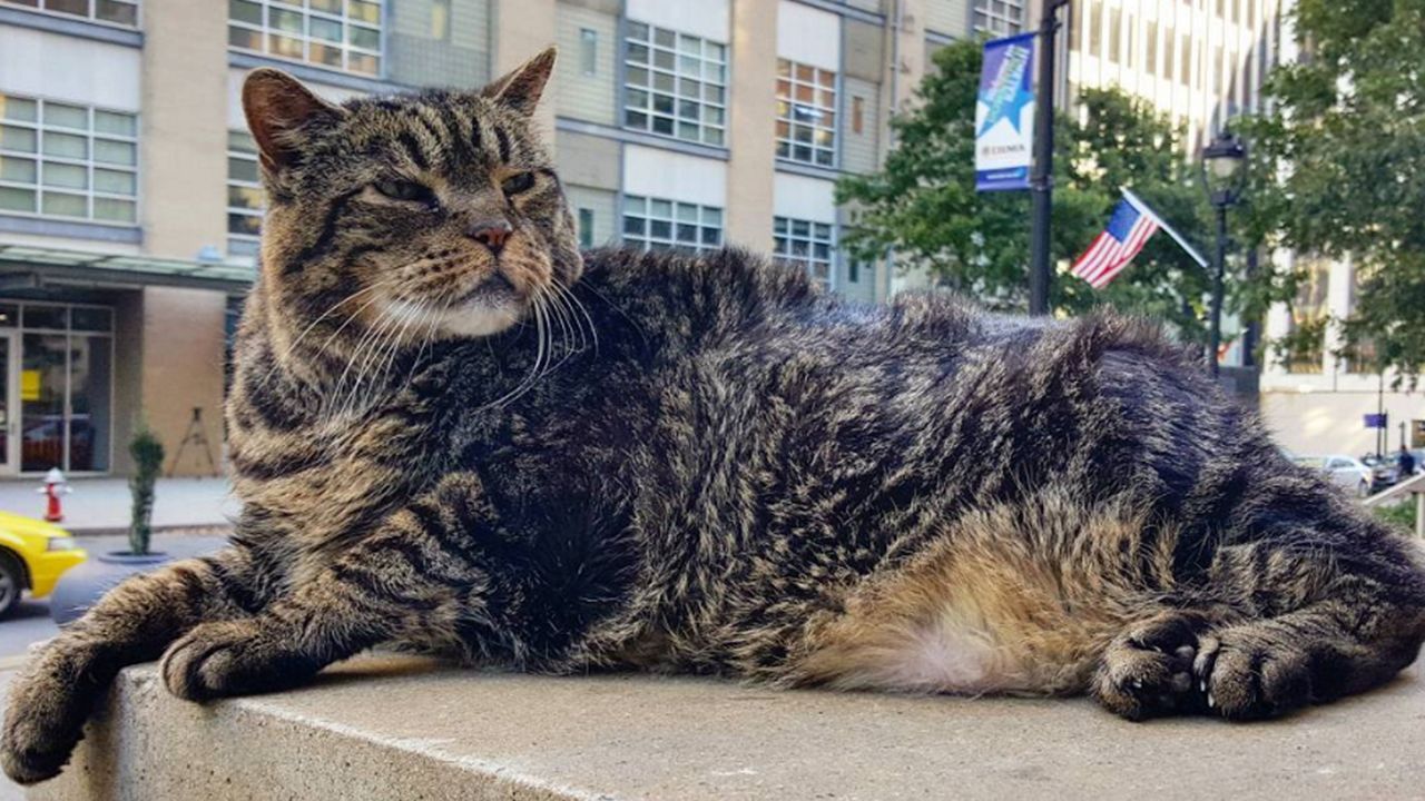 Tucker perched in downtown Raleigh. 