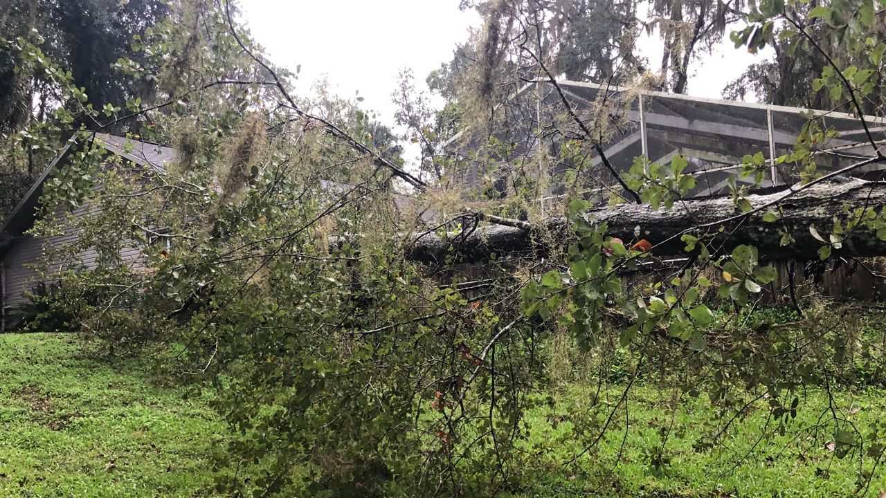 A large oak tree just narrowly missed an Ocala man's home this morning. He tells us it was brought down by oversaturation, not wind. (Rebecca Turco/Spectrum News 13)