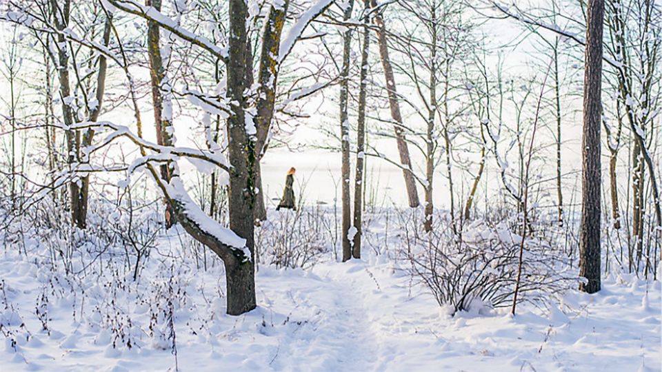 snow trees