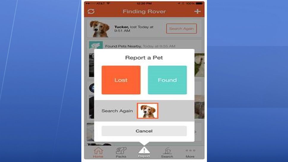 Pasco County Animal Services is using facial recognition technology to help identify lost dogs and cats. (PCAS)