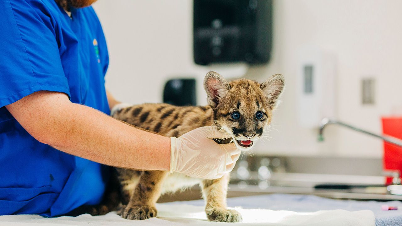 ZooTampa at Lowry Park is caring for two Florida panther kittens that were orphaned after their mother suffered from an unknown neurological disorder. (Courtesy of ZooTampa)