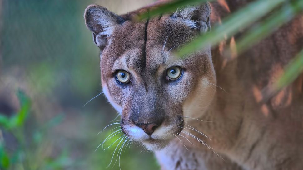 File photo of a Florida panther. A 2-year-old panther was found dead from an apparent vehicle strike in Hendry County, according to FWC. (Photo courtesy of FWC)