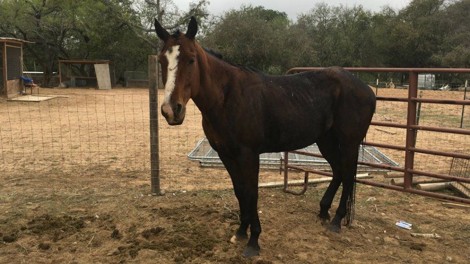The horse is only slightly discolored after falling into oil last week. (Photo: Atascosa County Animal Control Facebook)
