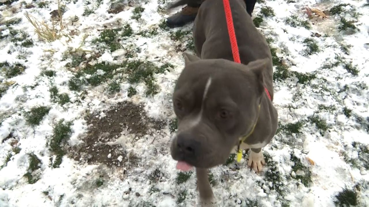 dog on a leash in the snow