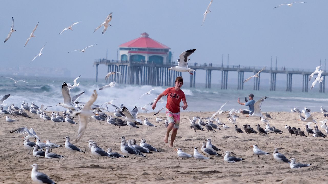A boy runs through a flock of seagulls on a beach in Huntington Beach, Calif., Monday, Oct. 11, 2021. (AP Photo/Ringo H.W. Chiu)
