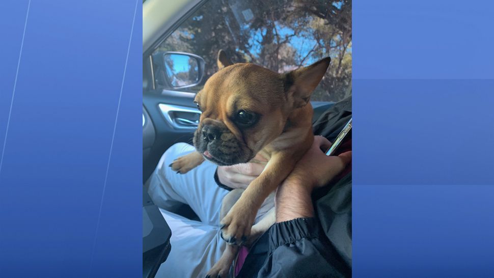 Largo police located the stolen French bulldog in Tampa on Friday. (Largo Police Department)