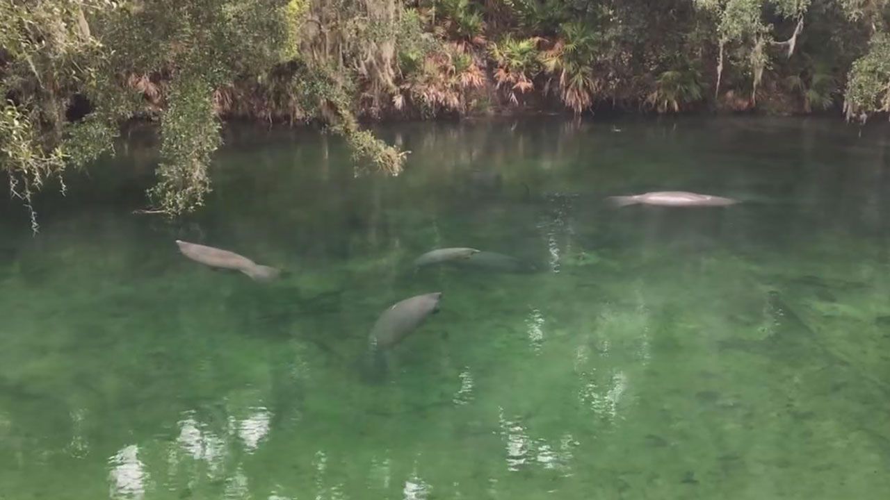 Manatees Gathering at Blue Spring State Park to Stay Warm