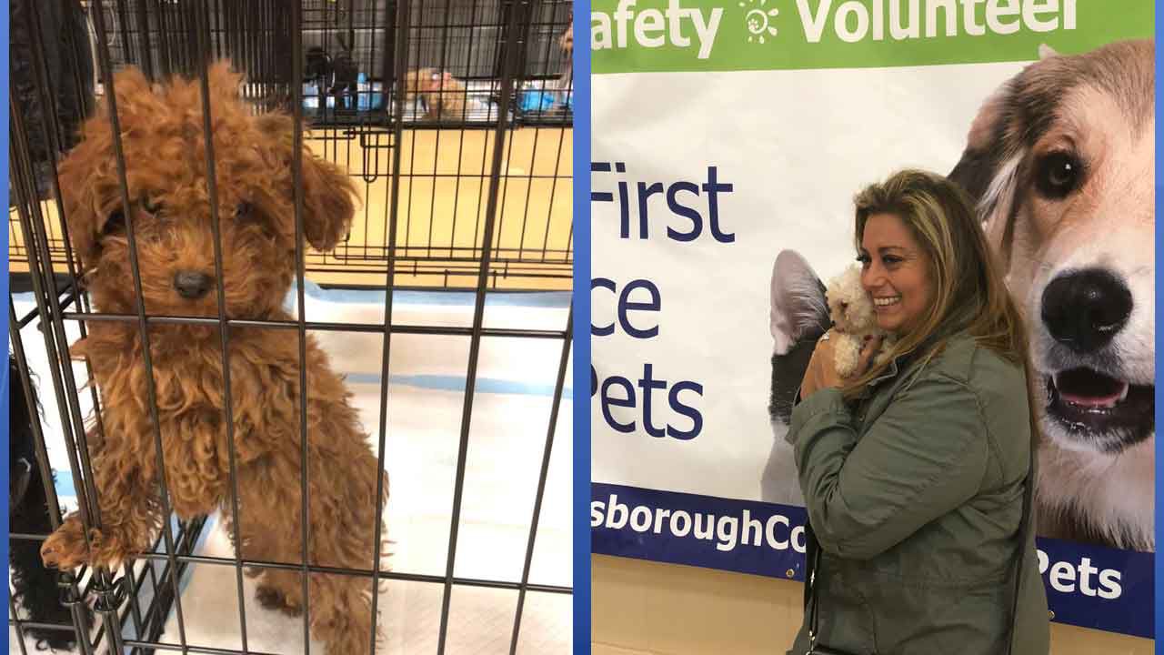 Adoption Day Arrives For Puppies Seized From Tampa Breeder