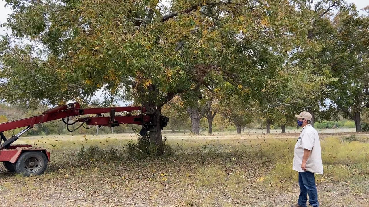 Troy Smith watches over the pecan harvest.