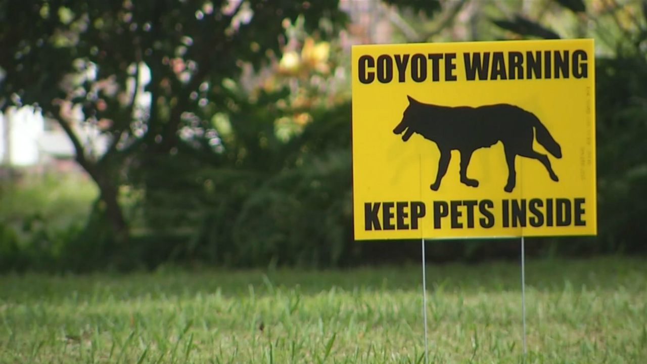 A 'coyote warning' sign on a lawn. (Spectrum File)