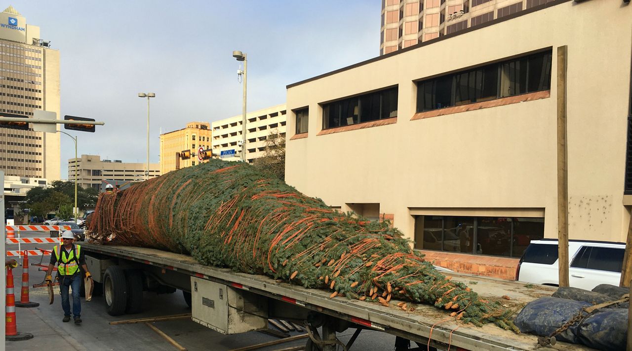 Christmas tree on a truck bed heading to Travis Park November 19, 2019 (Spectrum News)