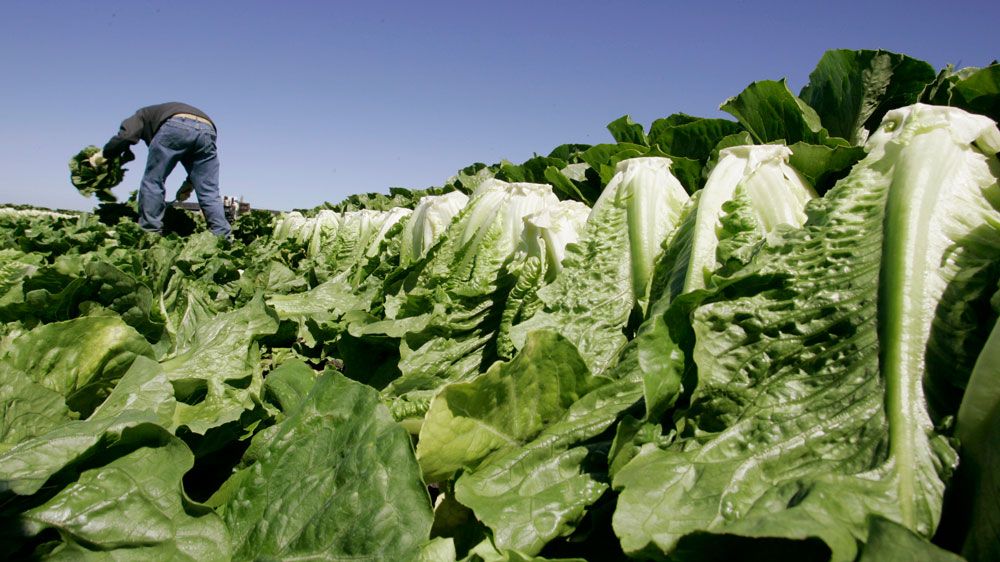 Romaine lettuce. (file)