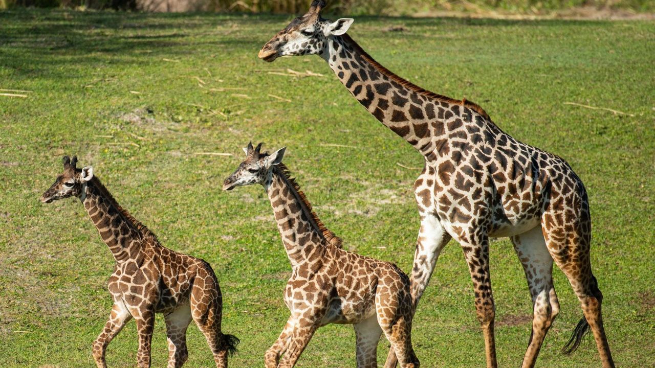 Two giraffe calves, Maple and Zella, have joined the other Masai giraffes on the savanna at Disney's Animal Kingdom. (Courtesy of @DisneyASE/Facebook)