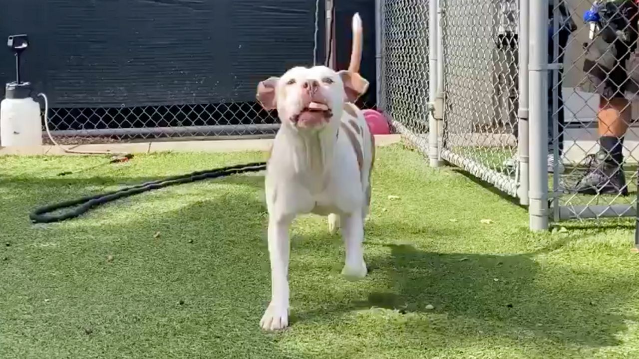 Tonka has spent more than 200 days at Orange County Animal Services, which is near a record, according to manager Diane Summers. Like many humans, he hasn't had the best 2020. (Pete Reinwald/Spectrum News 13)