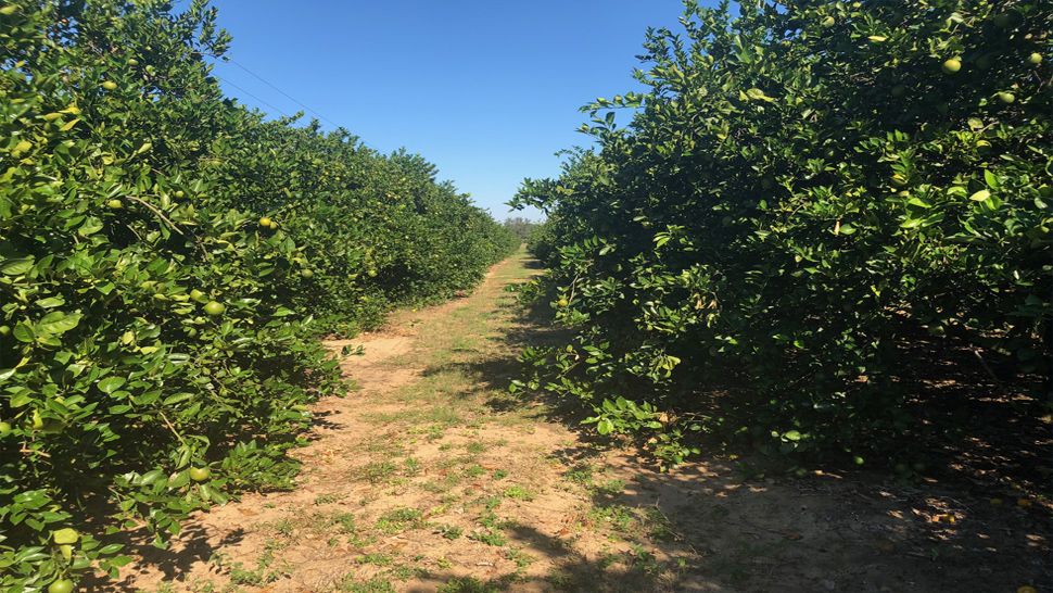 Citrus is expected to make a dramatic comeback this year, according to the United States Department of Agriculture. (Stephanie Claytor/Spectrum News)