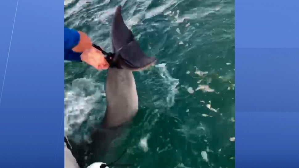 Some Bay Area fishermen rescued a young dolphin that got its tail wrapped in a crab pot rope on Saturday, in the Gulf of Mexico, a few miles west of John’s Pass in Madeira Beach.