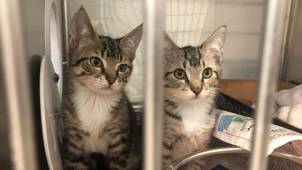 Halifax humane society store cats