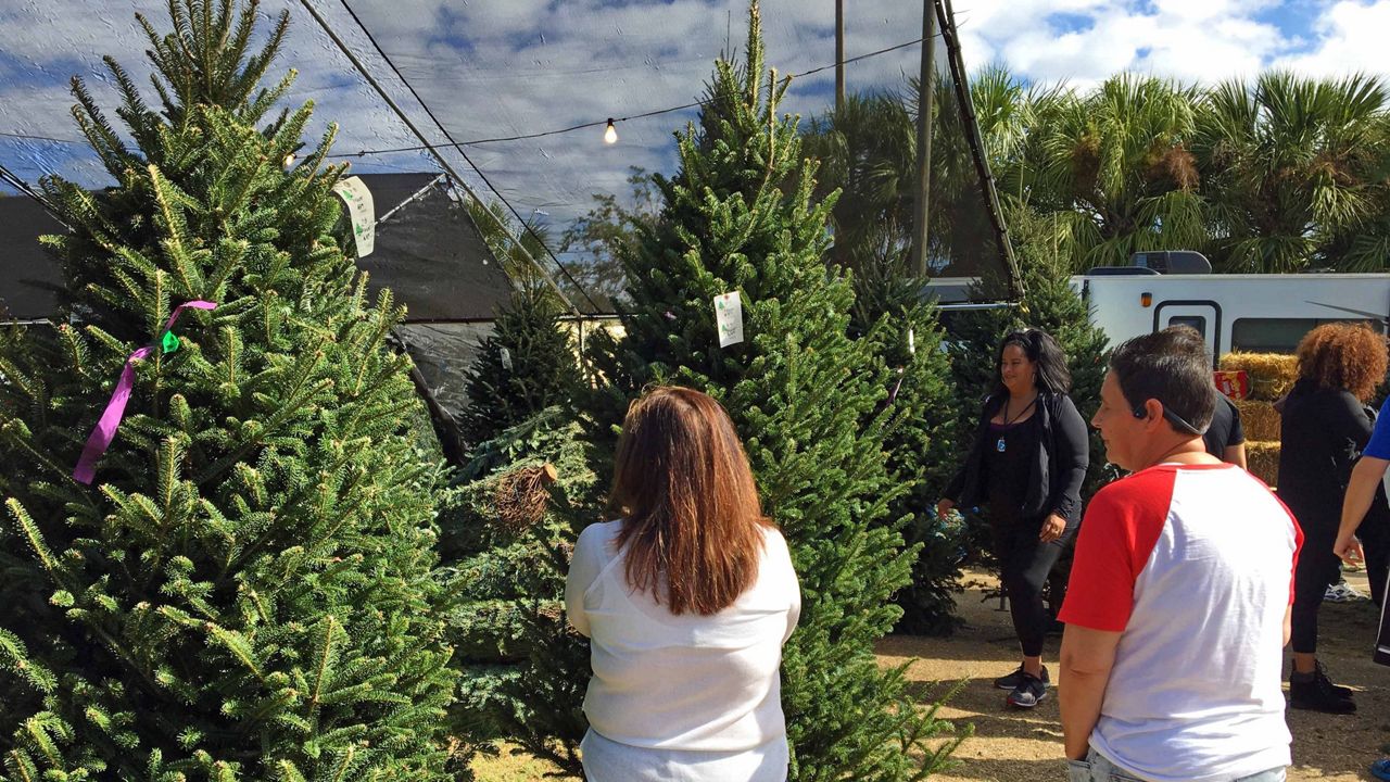 People browse Christmas trees at a farm (Spectrum News photograph)