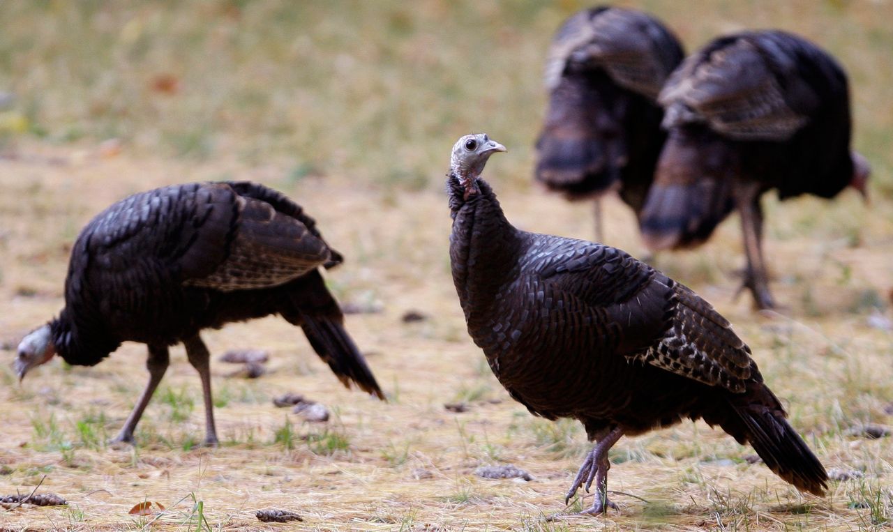How Wisconsin’s Wild Turkeys Got Their Gobble Back